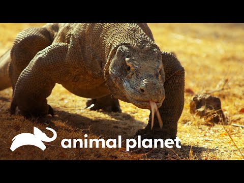 Video: ¿Los dragones de Komodo viven en América?