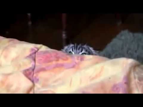 camera iphone 8 plus apk Puss in horror!