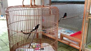 AP759 meet his father in aviary