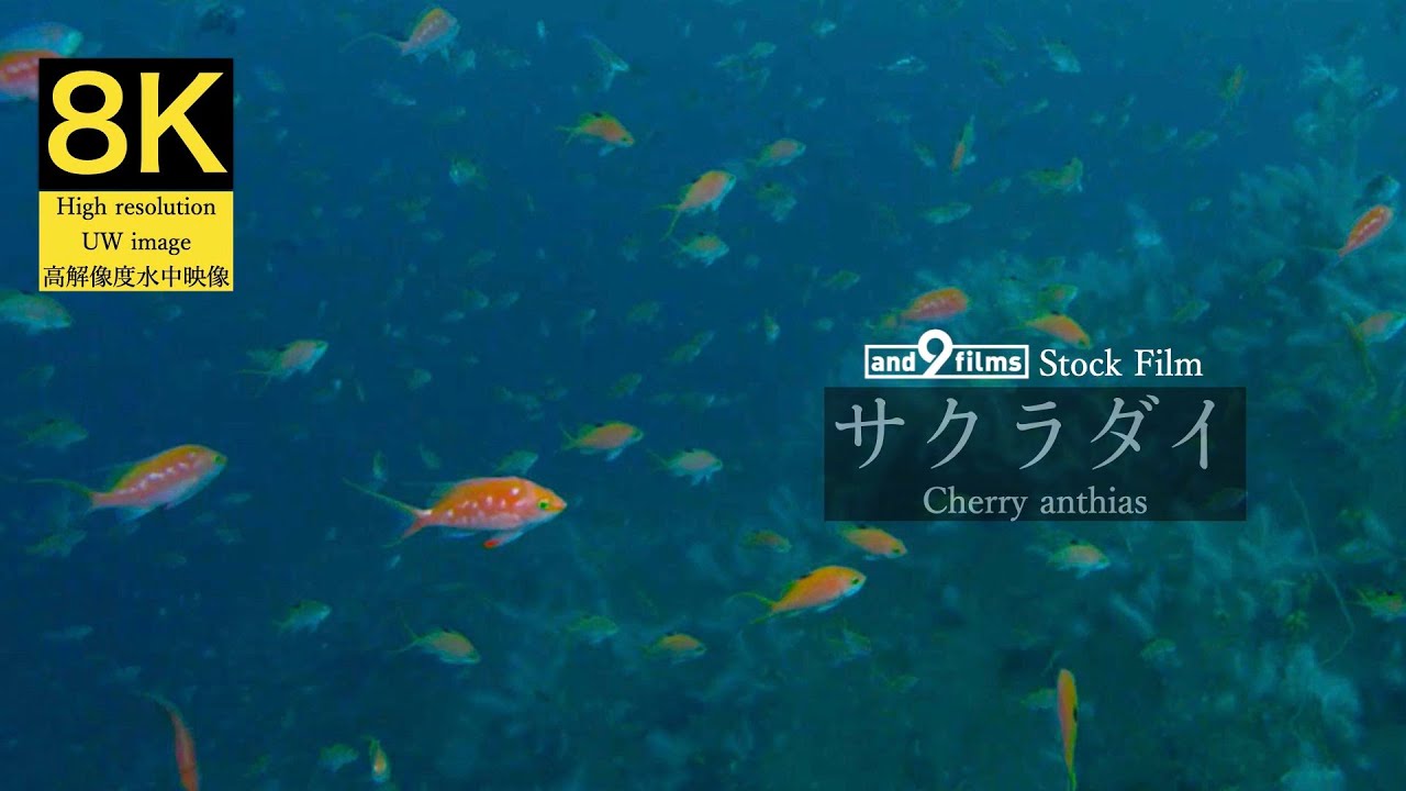8K 水中映像】サクラダイ/ Cherry anthias / Sacura margaritacea