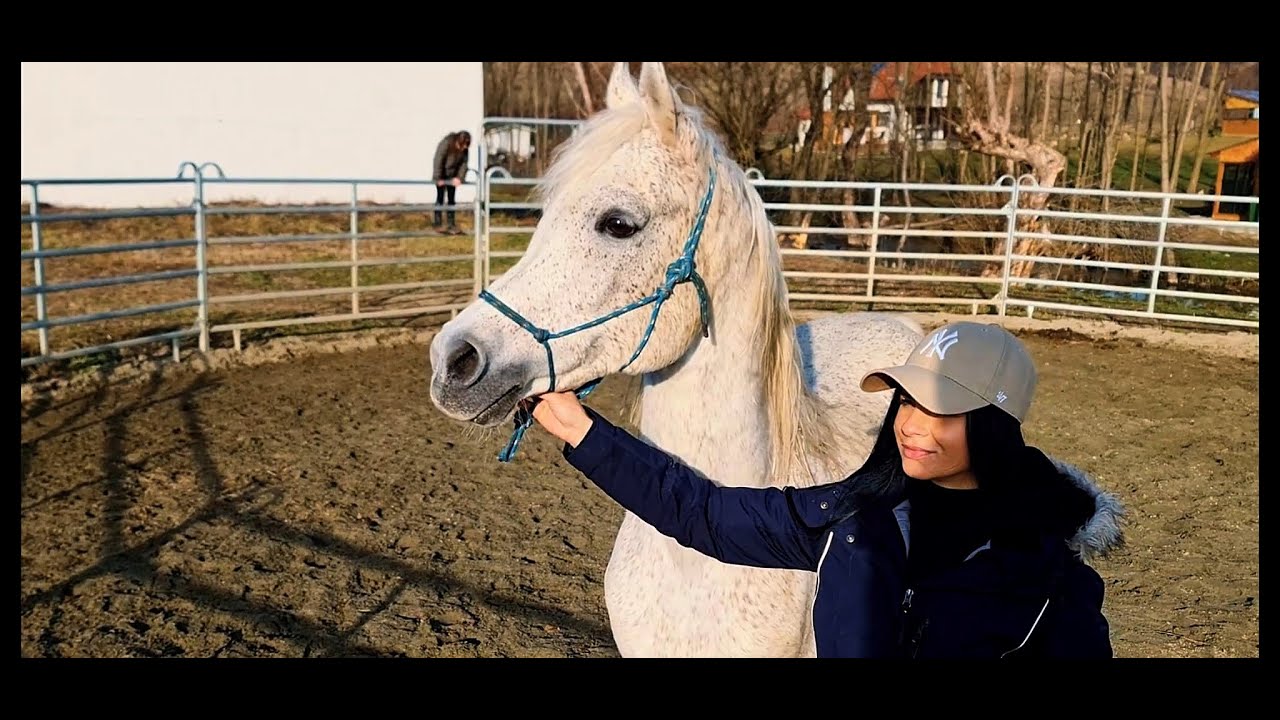 Horse Heaven - Sorin POPA -Sibiu2023 NEW@PromovariCaiRomania #alexandradelahidalgo #horses #cal #...