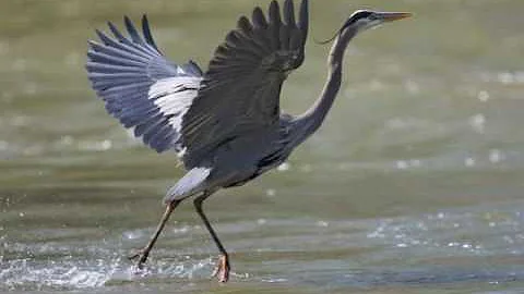 Ojibwe Word of the Day Zhashagi. ᔕᔕᑭ᙮  'A great blue heron.'