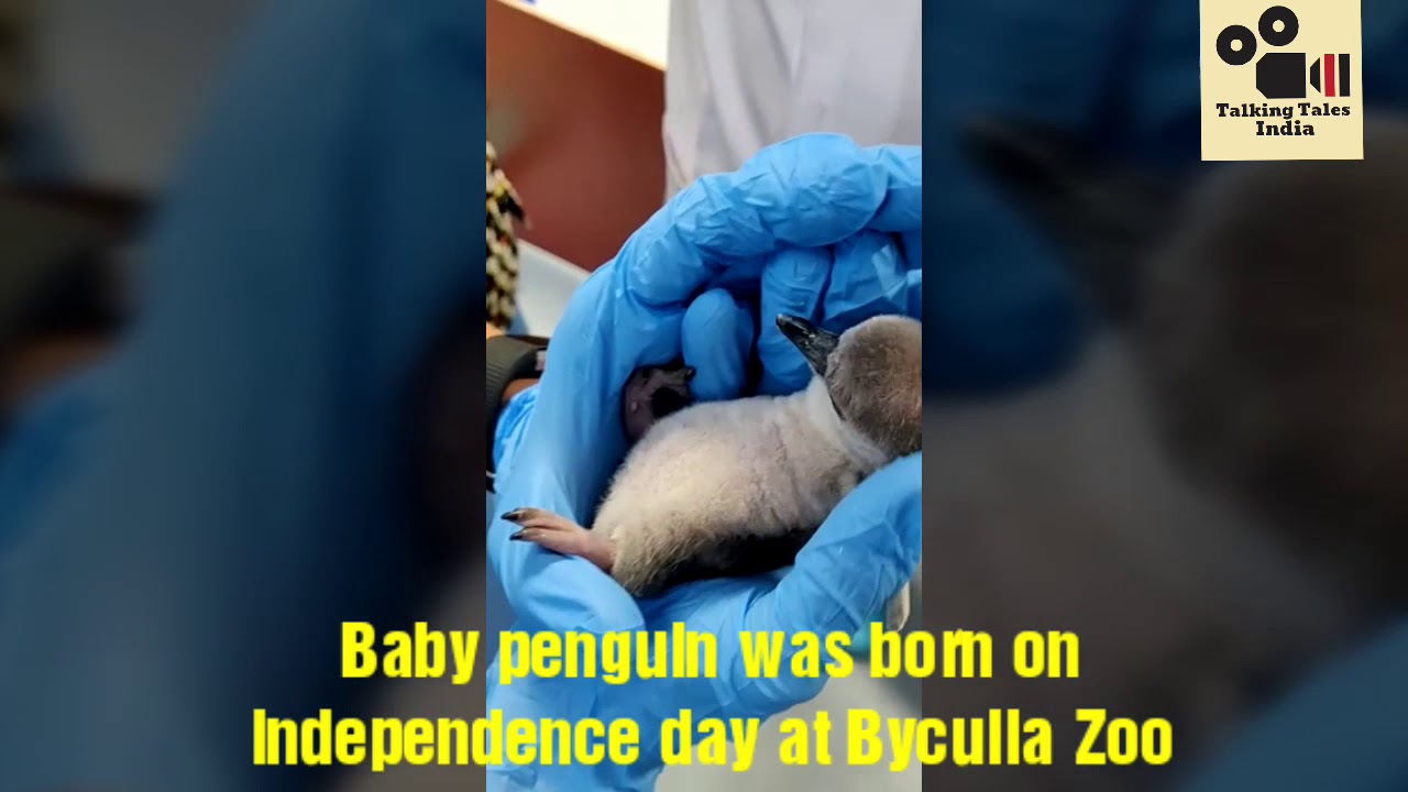 India's first penguin dead। born on independence day at Byculla Zoo died due to illness। - YouTube