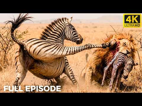 MATERNAL INSTINCT | A Mother's Brutal Fight Against Predators | FULL EPISODE | WILDLIFE DOCUMENTARY