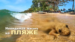 картинка: Невидимая жизнь на пляже. Мир природы.