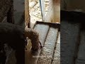 Cardboard Making from Trash in Local factory #shorts #making