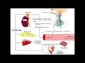 Specific Hormones | Functions of Cortisol