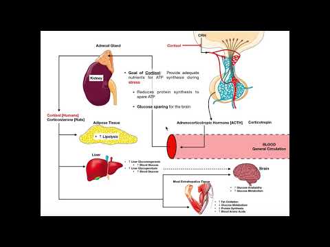 Specific Hormones | Functions of Cortisol