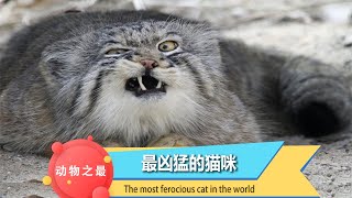 世界上最凶猛的猫咪