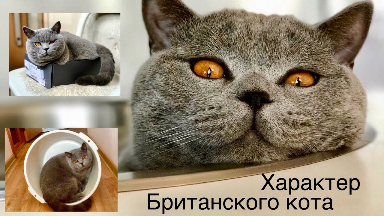 Британские Кошки Фото Характер