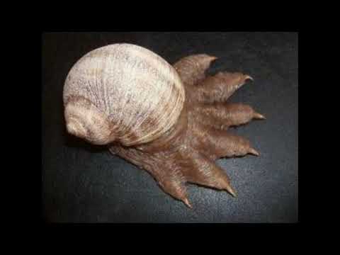 Real SCP - 075