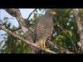 🎸 Grito e Canto do GAVIÂO CARIJÓ prá espantá Rolas e outras aves de plantaçôes ♫