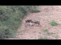 Wild Dogs Hunt and Finish Impala In Seconds