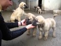 Kangal chiots puppies pacha 8 semaines berger danatolie aslanda goutte noire agn