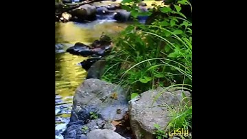 ومن يكفر بآيات الله فإن الله سريع الحساب وتلاوه ماتعه والقارئ الشيخ 🥀 يس براكني 🌱 🥀 🌱