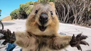 Dünyanın En Mutlu Hayvanı Quokka