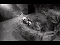 Loving mom Mei Xiang & sweet son Xiao Qi Ji in the playpen 🐼🐼🐾🐾 1/17/2021