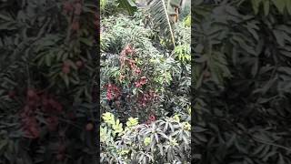 लाल-लाल लीचियां #garden #natureshorts #nature #shorts #ytshorts