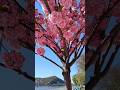 Japanese Cherry Blossoms on Budapest’s Danube Promenade, Hungary 🇭🇺 #shorts