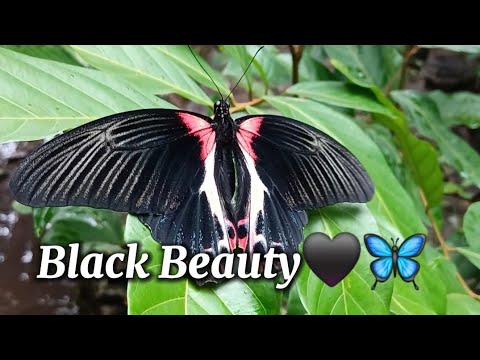 A Beautiful Black Butterfly 🖤🦋