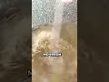 Забытый деревенский рецепт от проблем с почками?