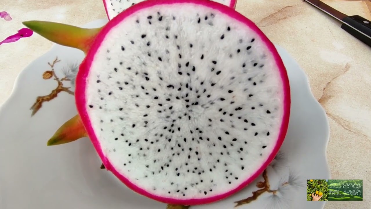 🏜️PITAHAYA Vietnam White🐉Una Variedad de exportación💚Amarilla de TINGO MARÍA# megalantus#pitahaya