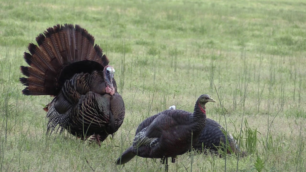 Turkey fighting avian x decoy YouTube