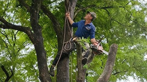 Cưa cây me chua cho bác chính .Cưa cây kỹ thuật cao