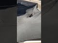 ROBIN en acción 🐈👌🇧🇴