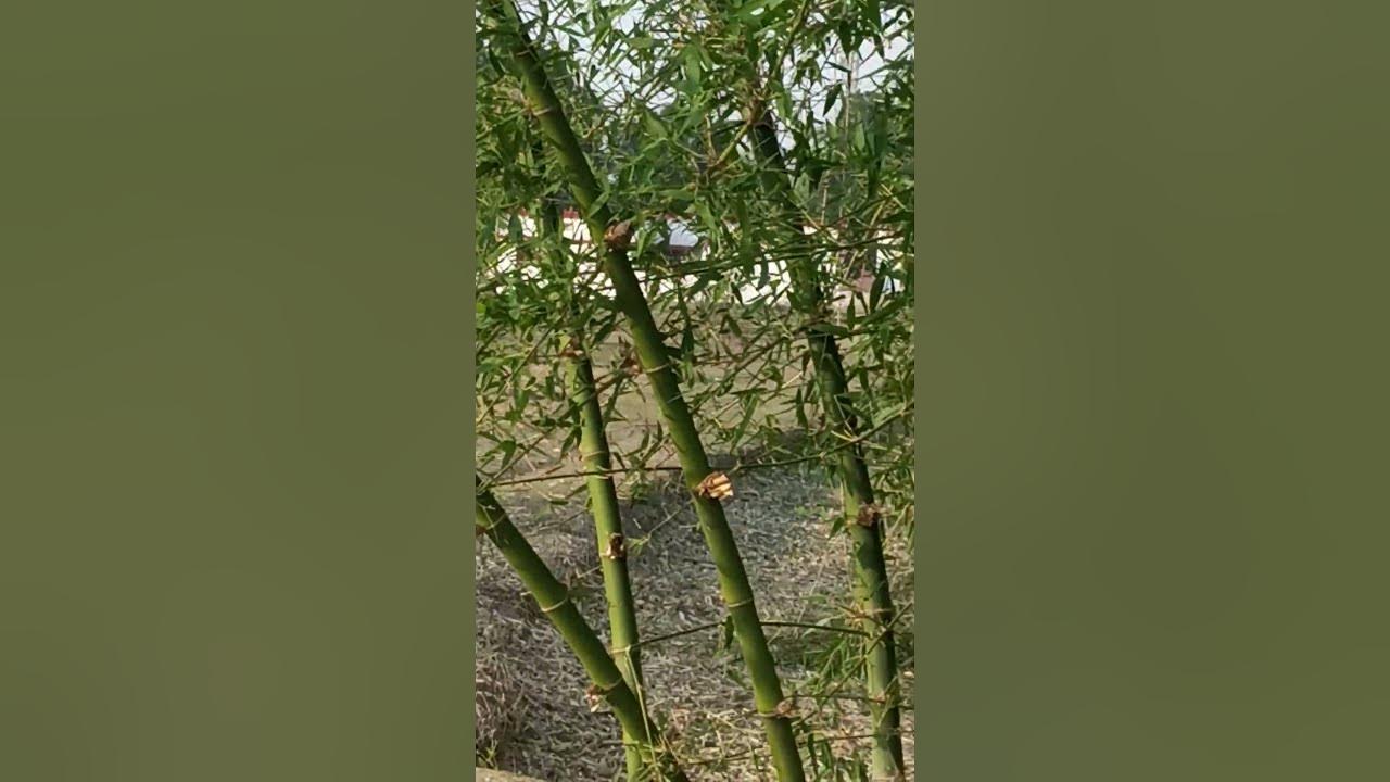 Bamboo farming, बाँस के उपयोग YouTube