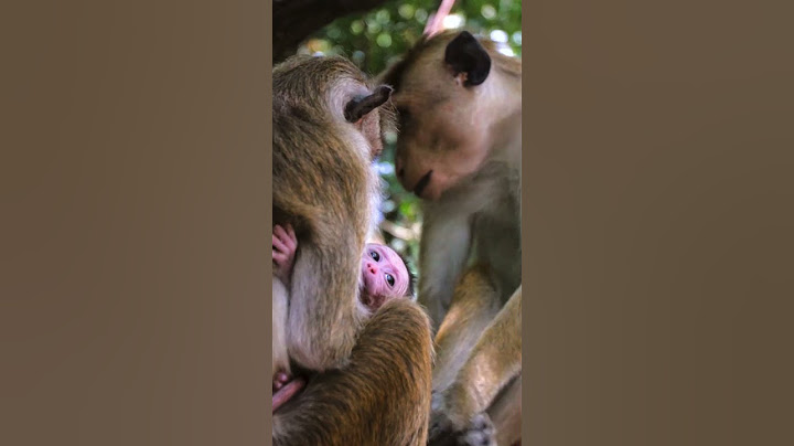 Exploring the Enchanting Monkey Forest Bali