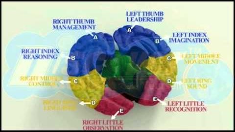 DISCOVER BRAIN (DMIT PROCESS) TAJ TECHNOTECH LTD.