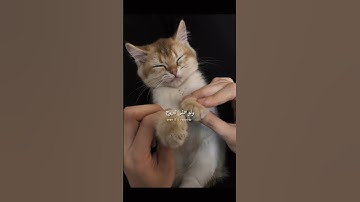 Thumbnail of Sherine - I wish I would forget you ( بتمنى أنساك / Batmanna Ansak) eng lyrics #tiktok #trending