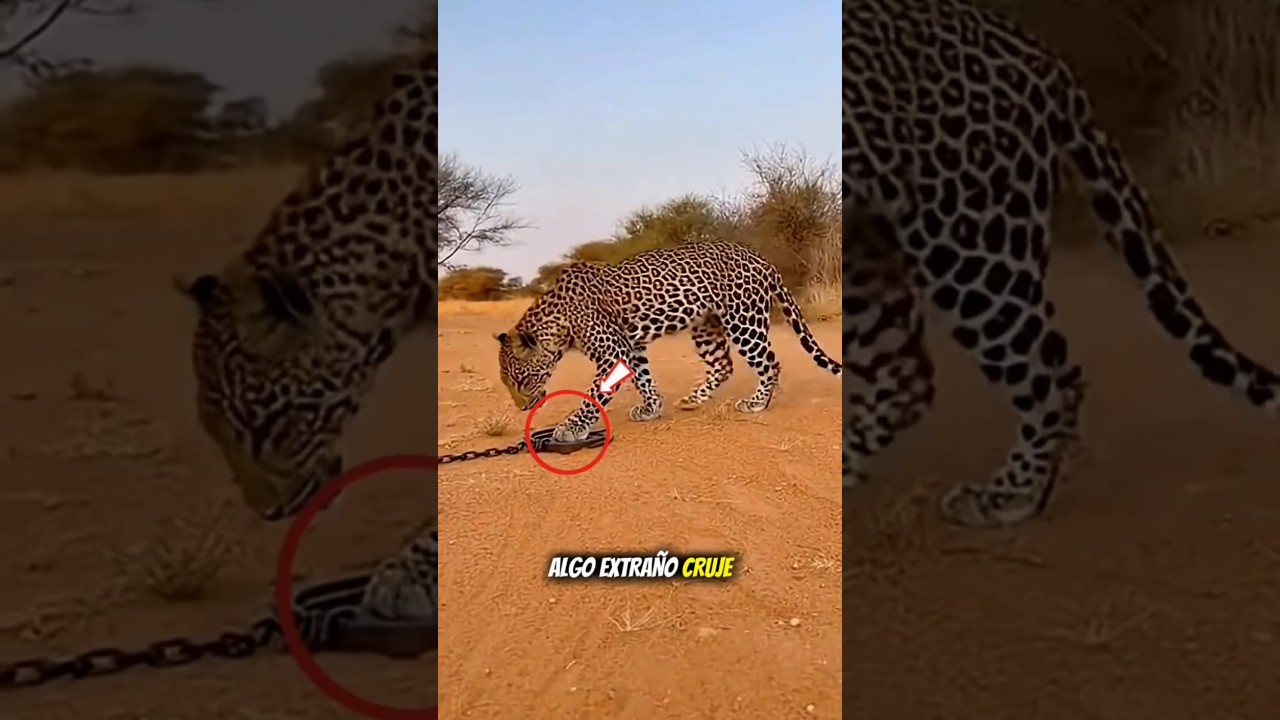 CUANDO EL INSTINTO SALVA SU VIDA.🐆🪤😱