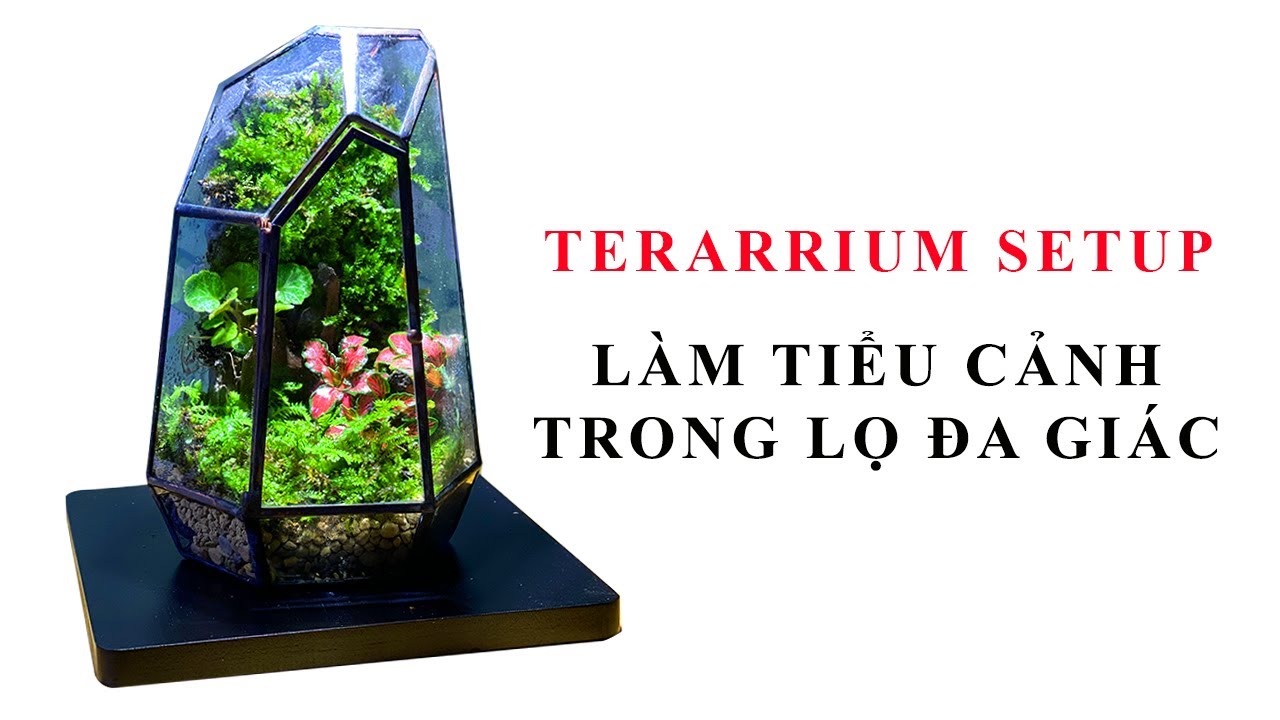 Tiểu cảnh terrarium trong lọ đa giác - Dùng rêu, cẩm nhung, tai hùm ...