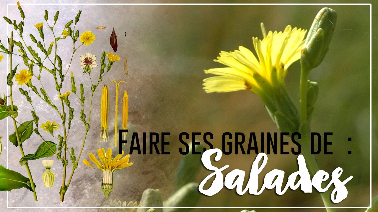 🌿Permaculture : faire ses graines de salades