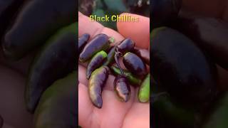 Organic Gardening / Harvesting Organic Black Chillies From My Terrace #youtubeshorts #terracegarden