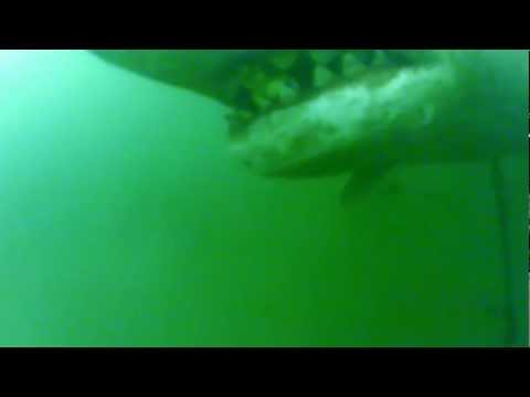 Video: Niršana Ar Haizivīm Francijas Polinēzijā