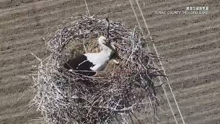 Endangered oriental stork chicks hatch in northeast China