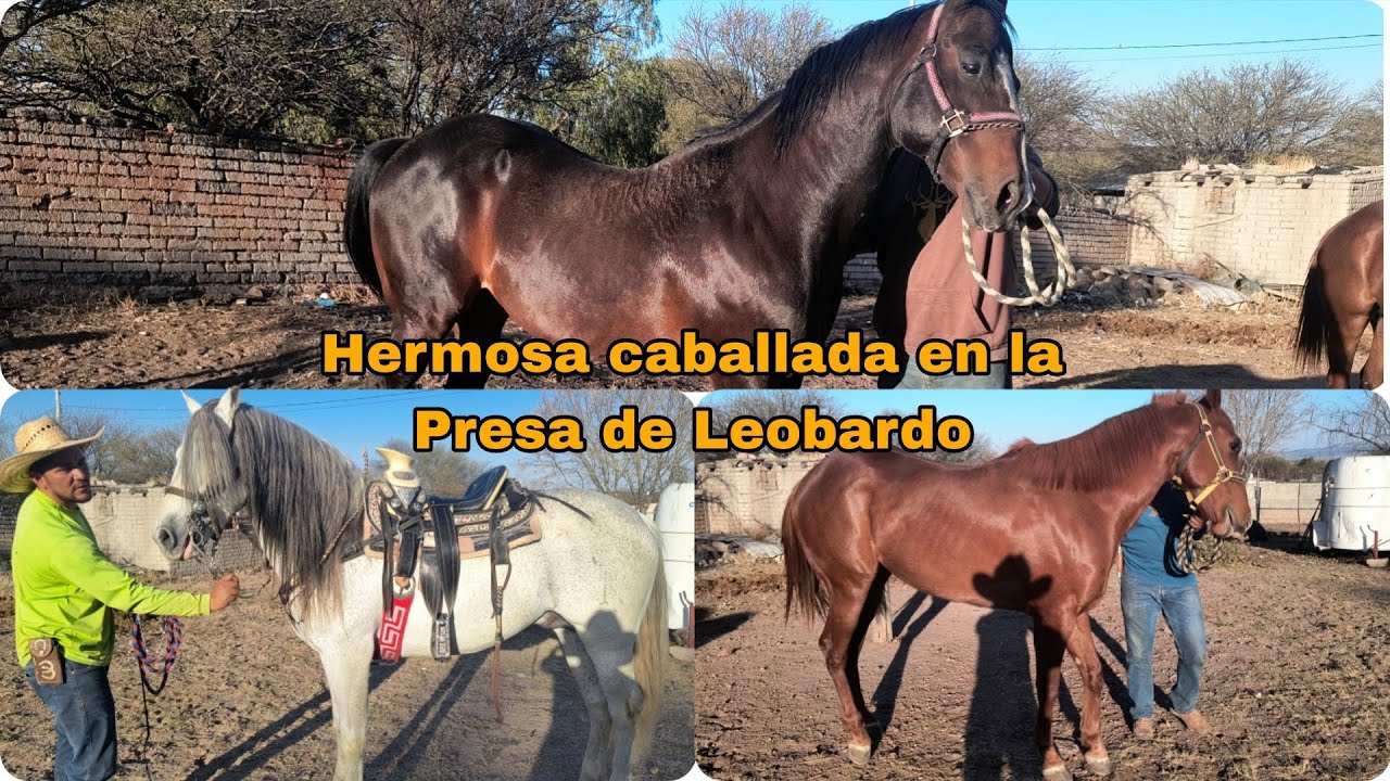 Raza fina de Caballos🐎🫶