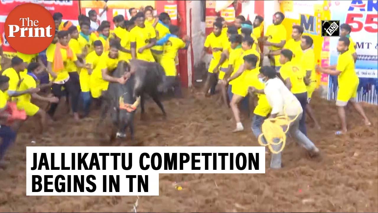 Jallikattu competition begins in Madurai Tamil Nadu