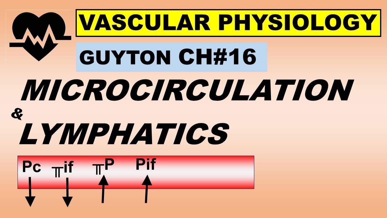 Physiology Guyton Ch#16 | Microcirculation & Lymphatics | Capillary Exchange | Lymph Flow