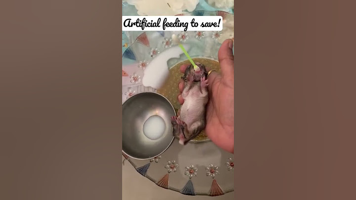 How do I feed a newborn rabbit?#save#artificialfeeding#bunny#baby#rabbitcare