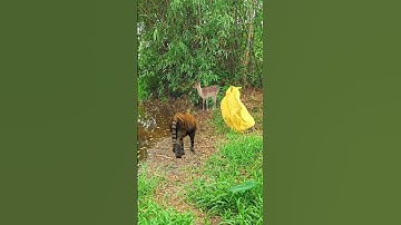Thumbnail of Tiger attacks a men in the jungle #149#vfx #tiger #treanding #virals #wildlife #shorts #video