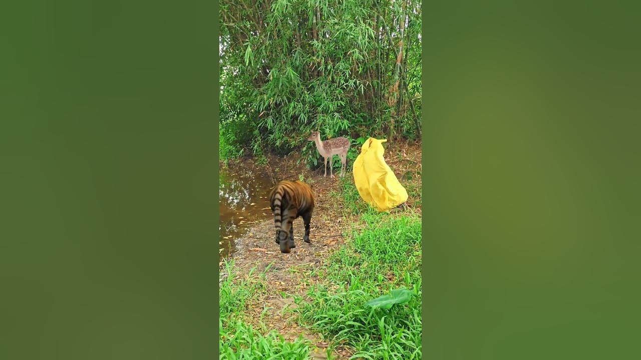 Tiger attacks a men in the jungle #149#vfx #tiger #treanding #virals #wildlife #shorts #video