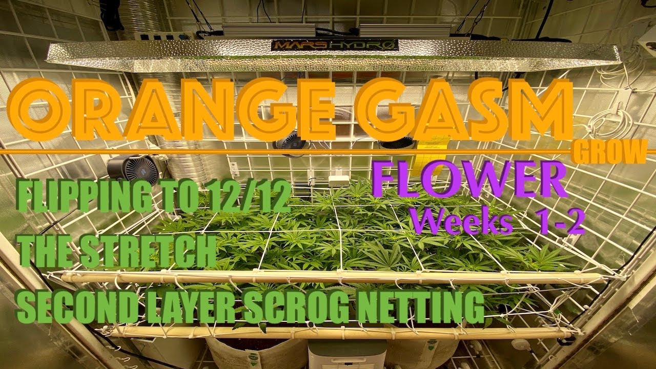 Plant Stretch During SCROG | Orange Gasm Cannabis Grow | Mars Hydro