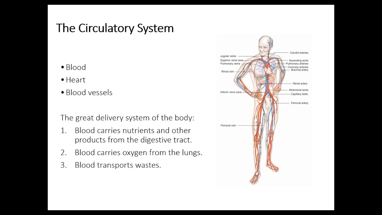 Chapter 3: The Human Body - YouTube