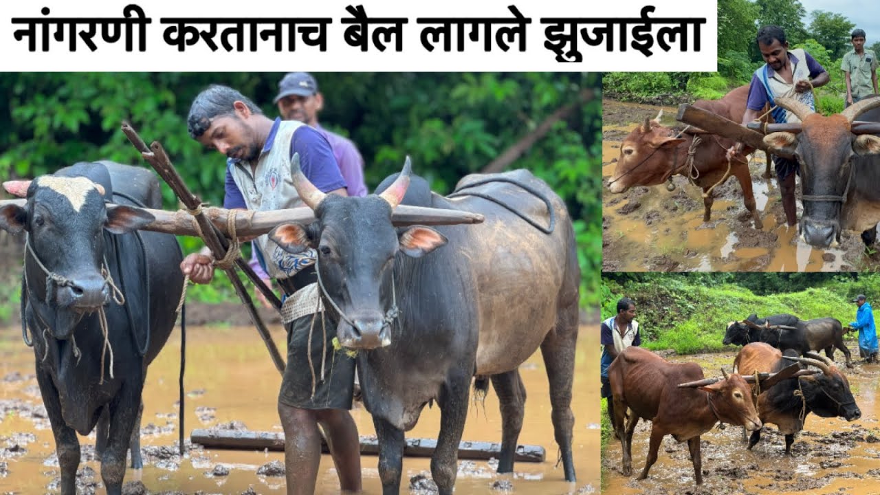 नांगरणी करताना शेतातच बैल लागले झुजाईला! पारंपारिक पद्धतीची शेती #chadnichemase