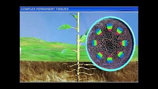 CBSE Class 11 Biology || Complex Permanent Tissues || By Shiksha House