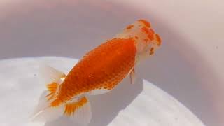 DSCF1498
